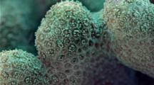 Focus Stacked Macro Time Lapse Of A Stylophora Coral Moving Tentacles