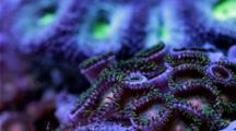 Focus Stacked Macro Time Lapse Of A Zoanthid Coral Moving