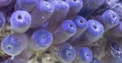 Focus Stacked Macro Time Lapse Of Zoanthids Opening up