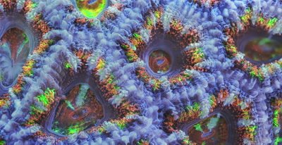 Focus Stacked Macro Time Lapse Of A Fluorescent Acanthastrea Coral