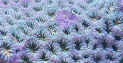 Focus Stacked Macro Time Lapse Of A Fluorescent Leptastrea Coral Opening Up