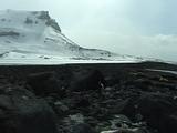 Gentoo Penguin, Heard Island