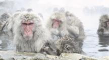 All Primate Stock Footage