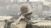 Japanese Macaques, Snow Monkeys Enjoying A Bath In The Onsen Of Jigokudani Yaenkoen