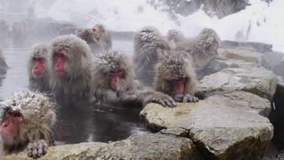 The Japanese Macaque (Snow) Monkeys enjoying a bath in the Onsen of Jigokudani Yaenkoen