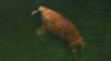Walrus Swims In Clear Water