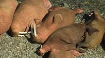 Group Of Walrus Sunnying