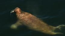 Walrus Swims In Clear Water