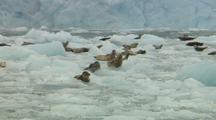 Harbors Seals Ride Out Wake Of Glacier Calving