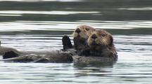 Alaska Sea Otter With Pup