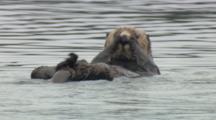 Alaska Sea Otter Rubbing Eyes