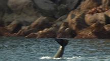 Killer Whale And Steller Sea Lions