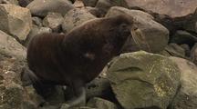 Fur Seal Pribilof Islands