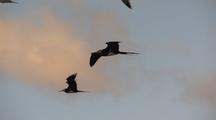 Frigate Bird And Boobies In Flight
