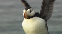 Horned Puffin Flaps Wings Aca