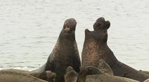 Elephant Seal Bulls At War