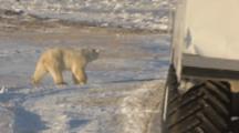 Polar Bear Investigates Vehicles And People