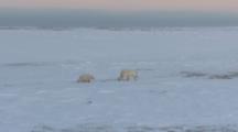 Polar Bear And Cub Walking In Snow Field
