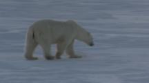 Polar Bear And Cubs Walking In Snow Field