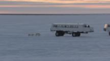 Polar Bears Investigate Vehicles And People