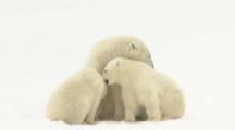 Polar Bear Cubs And Mom