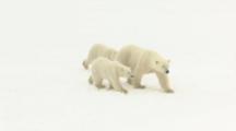Polar Bear And Cubs Walking In Snow Field