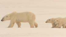 Polar Bear And Cubs