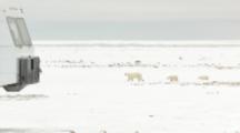 Polar Bear And Cubs Investigate Vehicles