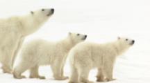 Polar Bear And Cubs Investigate Vehicles