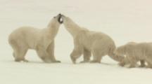 Polar Bear Fight Stock Footage