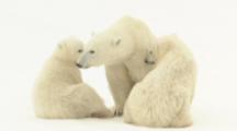 Polar Bear With Cubs In Snow