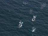 Humpack Whales Traveling Aerial