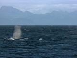 Humpack Whale Surfaces Returns Shows Fluke Prince William Sound