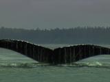 Humpback Whale Surfaces Then Dives Southeast Alaska