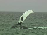 Humpback Whale Slapping Water With Pectoral Fin