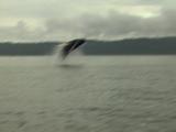 Humpack Whale Breach Full