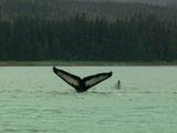 Humpack Whale Surfaces Then Dives