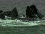 Humpack Whale Cooperative Feeding
