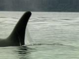 Orca Killer Whale Surfacing Swimming Prince William Sound
