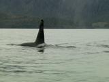 Orca Killer Whale Surfacing Swimming Prince William Sound