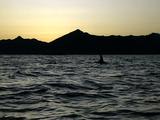 Orca Killer Whale Surfacing And Swimming Prince William Sound