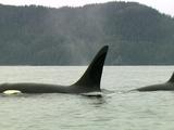 Orca Killer Whale Surfacing Dorsal Fin Prince William Sound