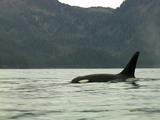 Orca Killer Whale Surfacing Dorsal Fin Prince William Sound