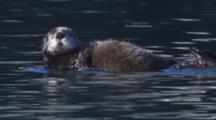 Cineflex Sea Otter Mother With Pup On Belly Float Past On Calm Water
