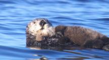 Close Up Sea Otter Mother Holding Pup To Belly Drifting On Bright Blue Sea