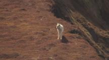 Cineflex Flies Around White Wolf Standing Near Brown Tundra Bluff Edge Zoom To Wide Stunning Alaska Animals