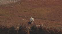 White Wolf Stands Near Brown Tundra Bluff Edge Looks Around Turns From Camera
