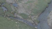 Cineflex Aerial Zoom To Show Young Caribou Scampering Across Arctic Tundra Riverbed And Puddles To Keep Up With Migrating Herd !!!