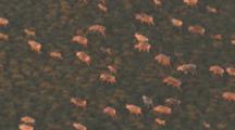 Cineflex Aerial Sunlight Shines On Caribou Calves Scampering Among Adults As Herd Migrates Across Arctic Tundra Bush !!!