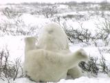 Polar Bears Playfighting Play